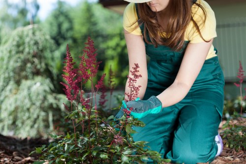 Pruning and crown reduction for trees in Barkingside gardens
