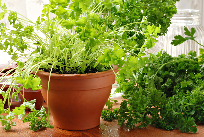 garden maintenance garden design